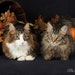 Mel Cat