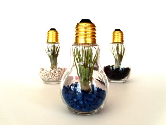 Single DIY Terrarium Kit Think SPRING Light by OpticalConclusions