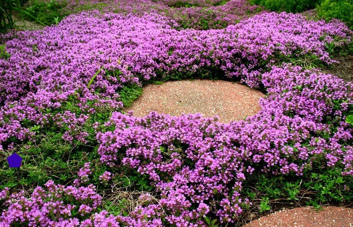 growing thyme ground cover