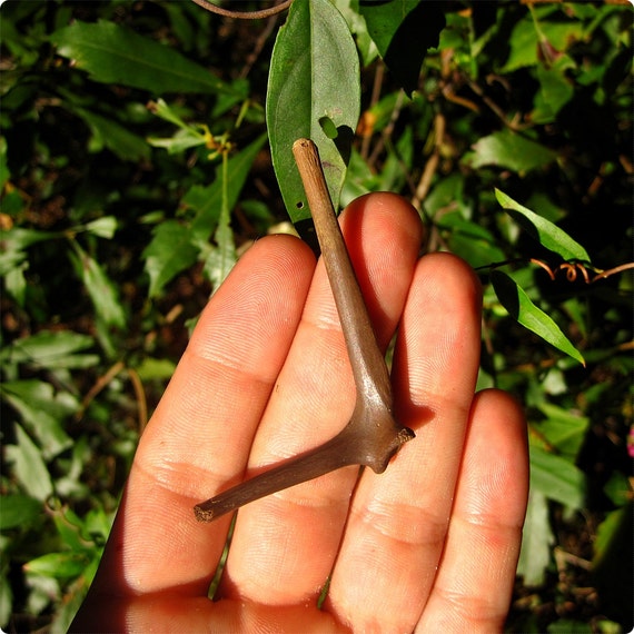 Turtle Scapula Bone Fossil Pleistocene