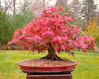 Japanese Red Maple Bonsai Tree, Grow Your Own Tree, Office Decor, 5 Seeds