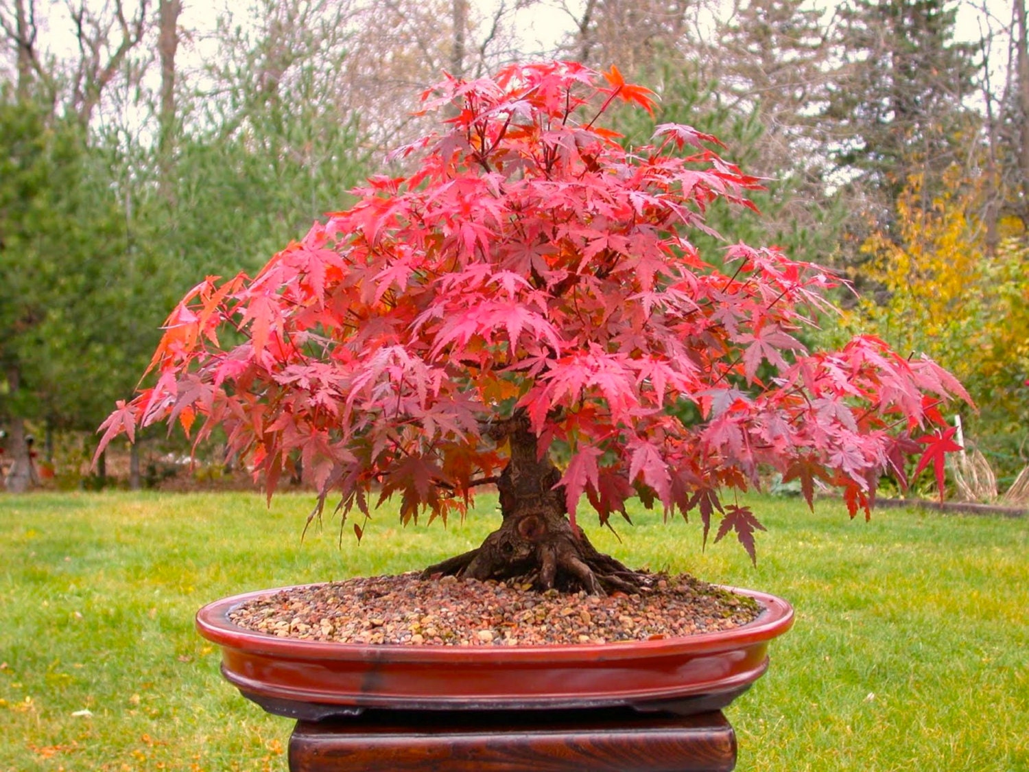 Red Maple Acer rubrum bonsai trees seeds not tree juniper 