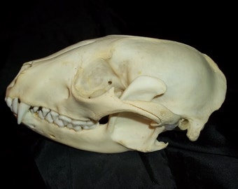 Genuine Raccoon Skull