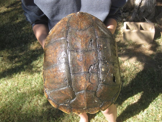 COMMON SNAPPING TURTLE Shell 229