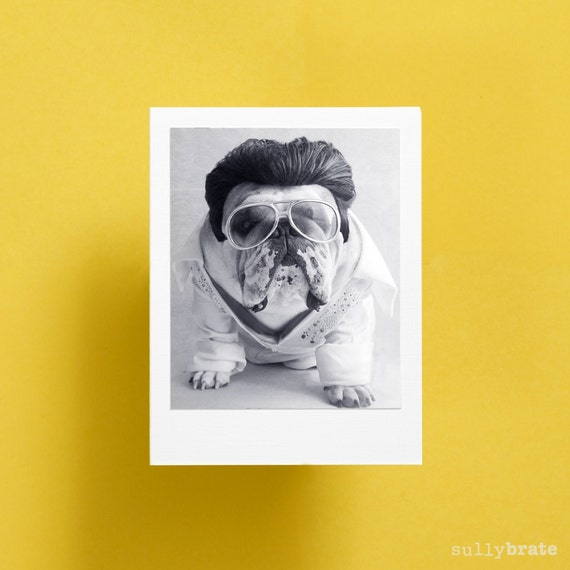 items similar to blank card english bulldog card the