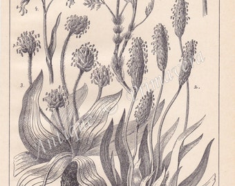 1915 Charming and Useful Alpine Fodder-plants Original Antique Engraving