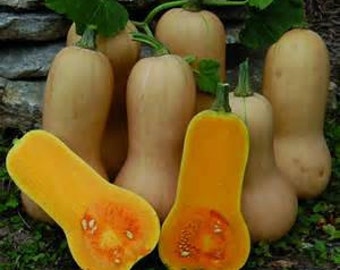 Organic Butternut Squash Seeds ~Mycorrhizae Inoculated/Bulk Available~