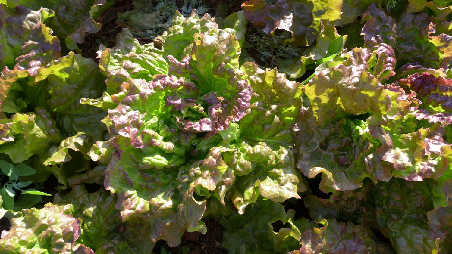 Prizehead Looseleaf Lettuce Seeds ORGANIC Non GMO SEED