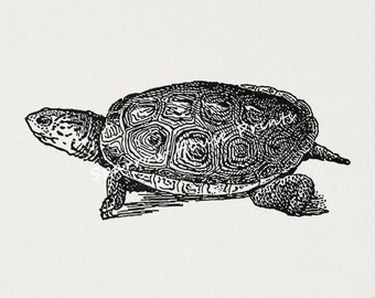 Terrapin turtle | Etsy