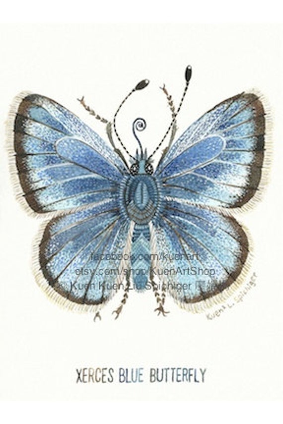 xerces-blue-butterfly-x-is-for-xerces-blue-by-kuenartshop-on-etsy