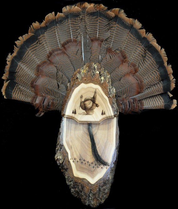 Turkey Fan. Turkey Hunting. Turkey Fan Mount Board. Live
