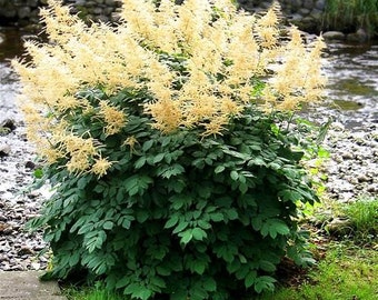 Sweet Mignonette Flower Seeds Reseda Odorata Ameliorata