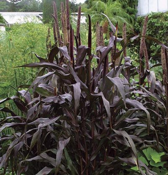 Pearl Millet 'Purple Majesty' seeds