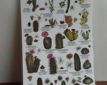 Popular Items For Cacti Guide On Etsy