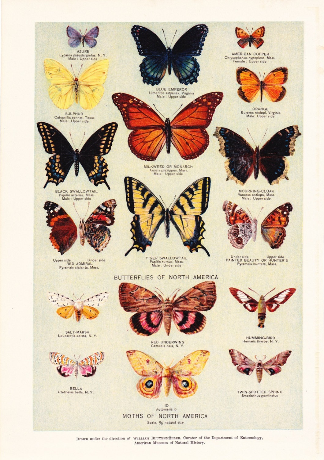 1903 Insect Print Butterflies and Moths of North America