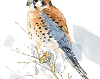 American Kestrel Watercolor Painting, 8x10 Print