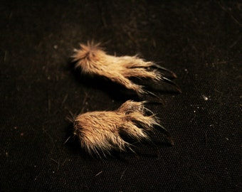 Preserved Mouse Skeleton Muscle Anatomy by DesertRoseTaxidermy