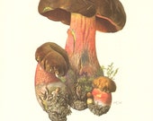 1962 Dotted Stem Bolete, Boletus erythropus Vintage Offset Lithograph