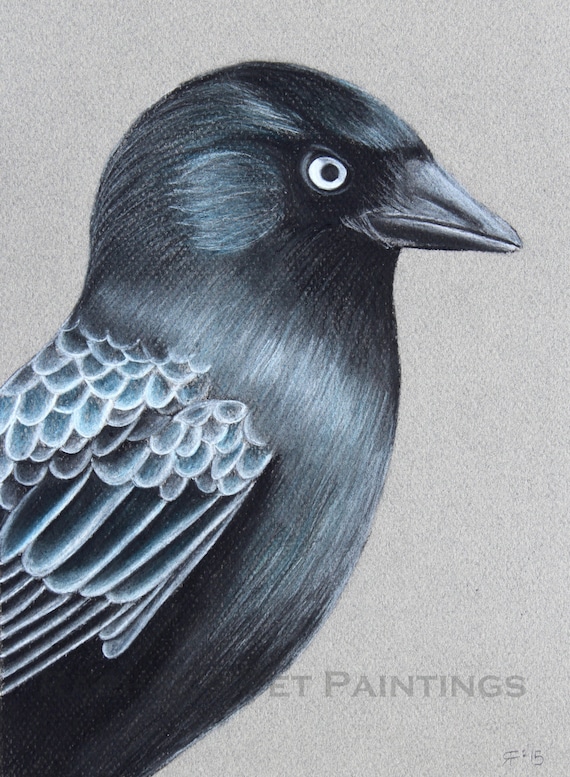 Items similar to Jackdaw Art Bird Art Print Charcoal Drawing Charcoal