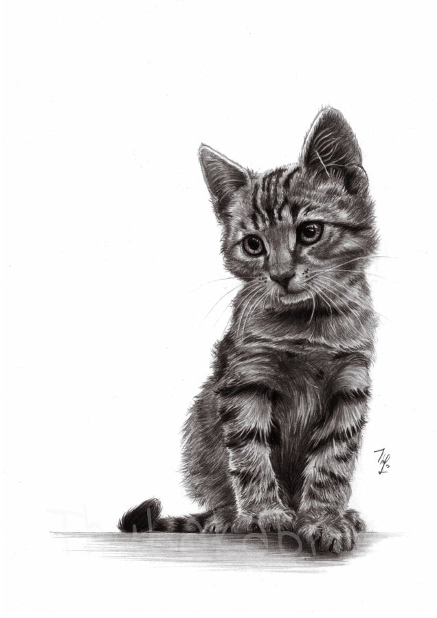 Cat pencil drawing art PRINT of pencil by DrawingIllustration