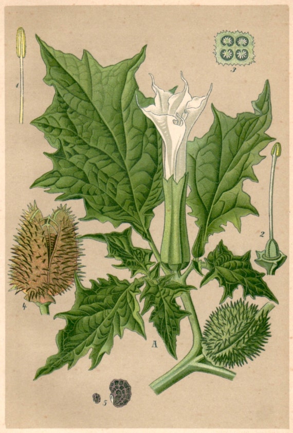 1901 Devil's Snare Botanical Print Datura Stramonium