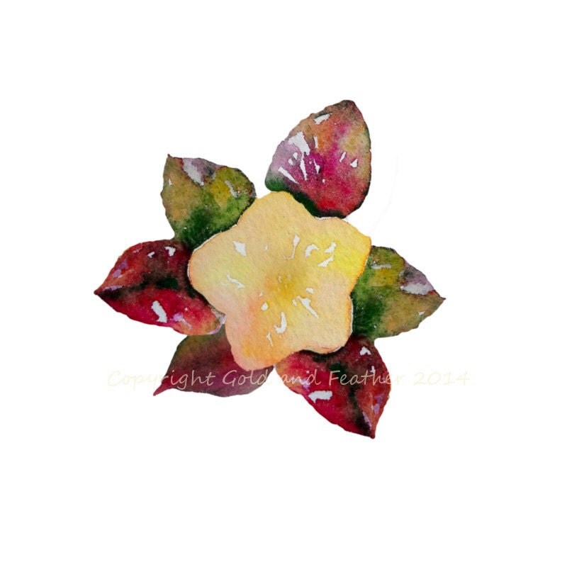 christmas rose clipart - photo #16