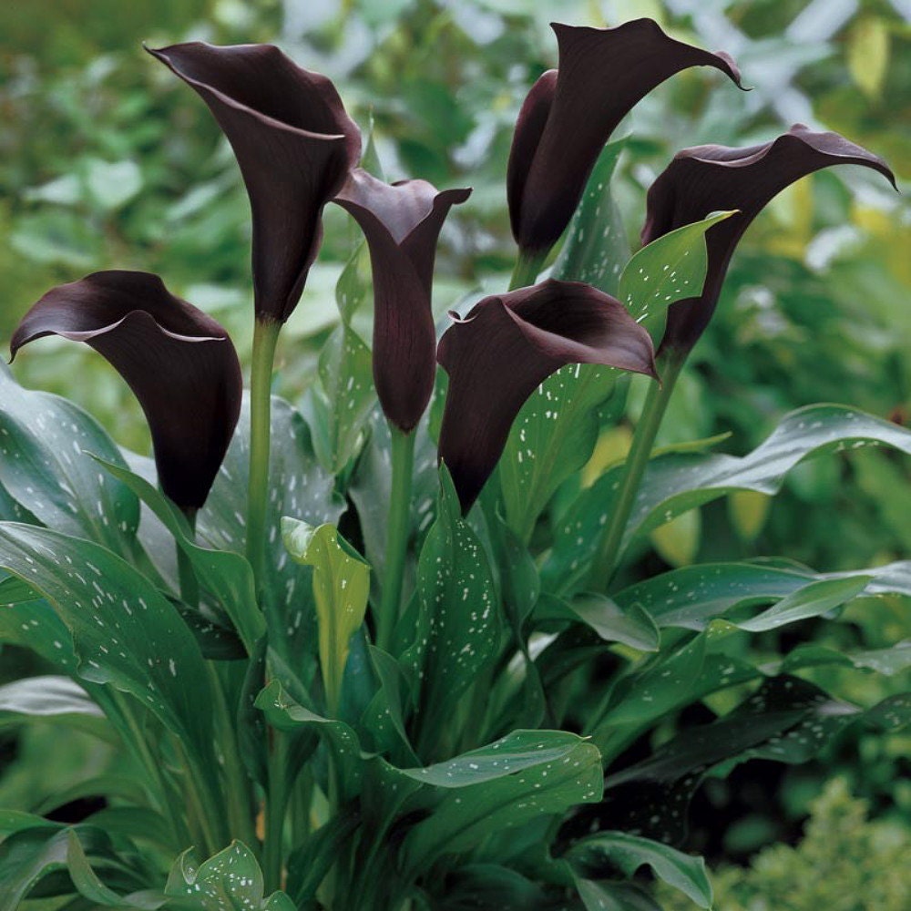 black forest calla lily bulb 14 cm deep satiny black forest calla lily bulb 14 cm deep satiny