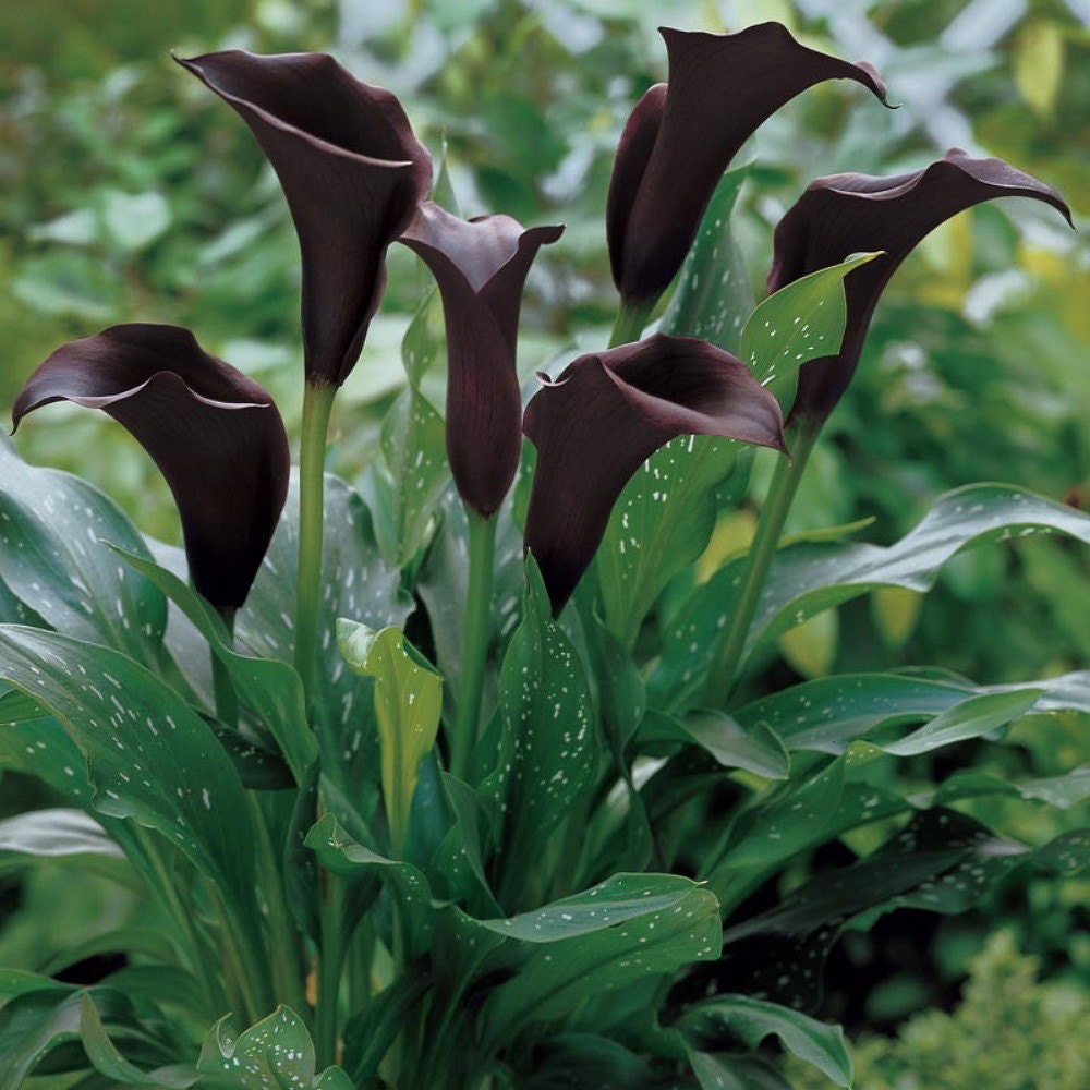 Black Forest Calla Lily Bulb 14/ cm Deep satiny