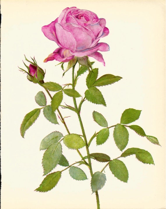 Stunning VINTAGE ROSE ILLUSTRATION Pink Rose Antique 1965