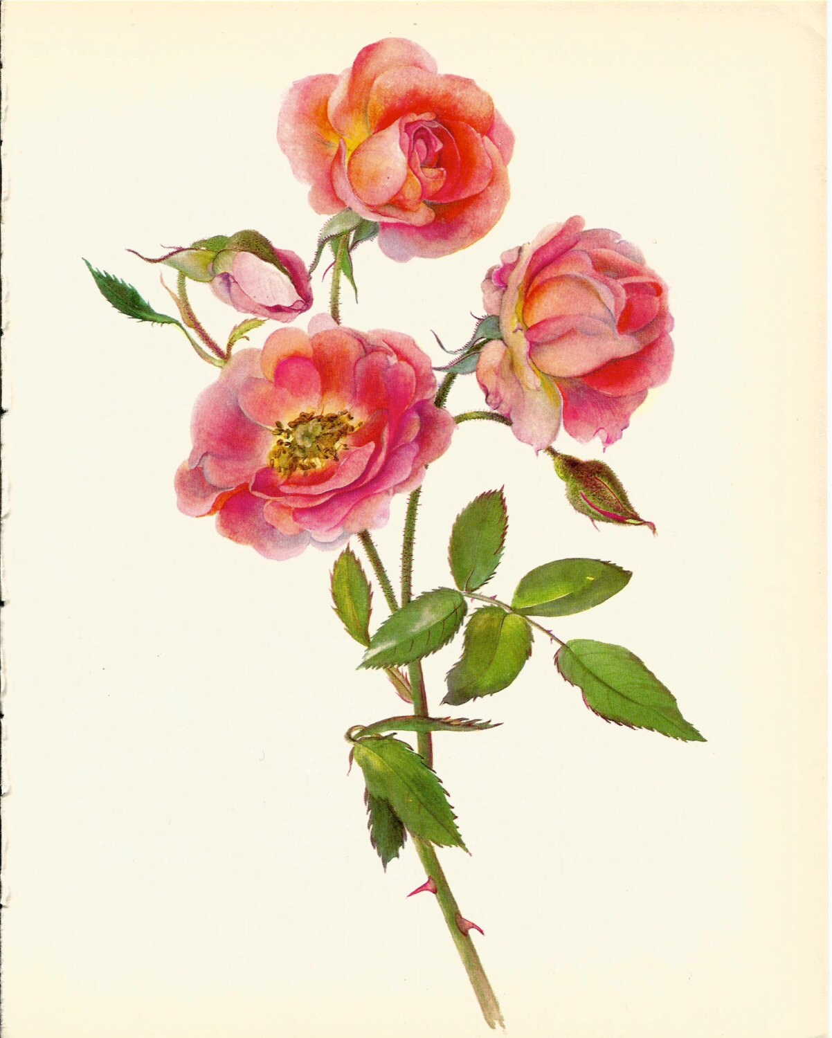 Gorgeous ANTIQUE ROSE ILLUSTRATION Pink Rose Antique 1965