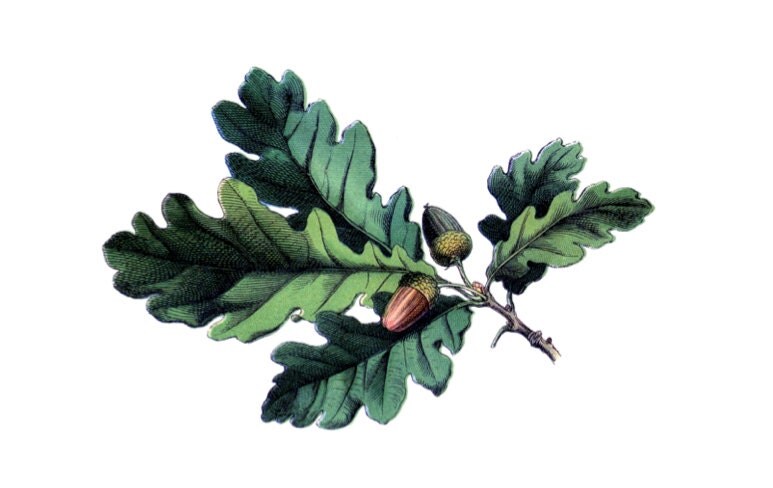 Vintage Oak Leaf Temporary Tattoo Oaky Doki