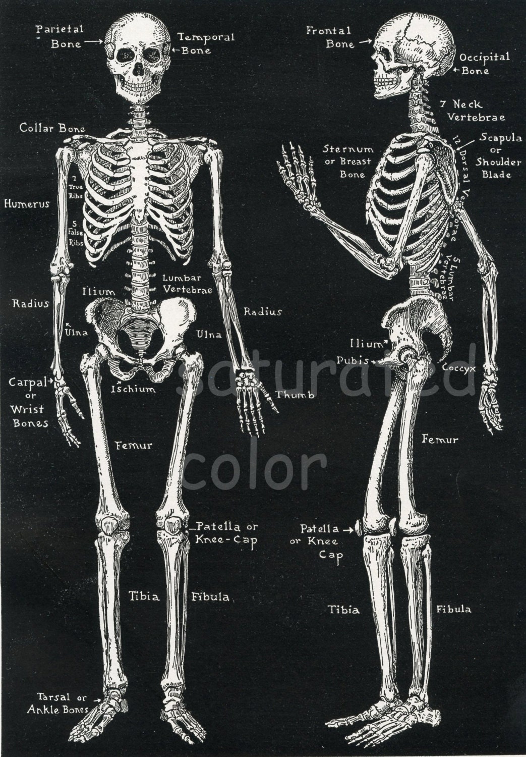 Human Skeleton Anatomy Vintage 1940s High Res DIGITAL IMAGE