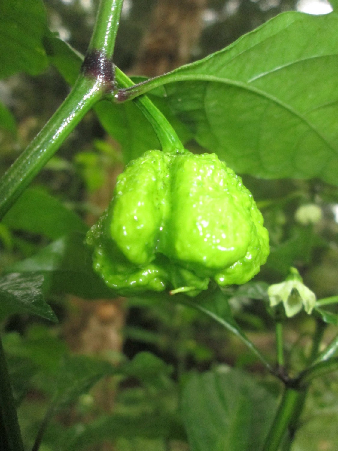 Carolina Reaper Pepper Seeds by SeedStash on Etsy