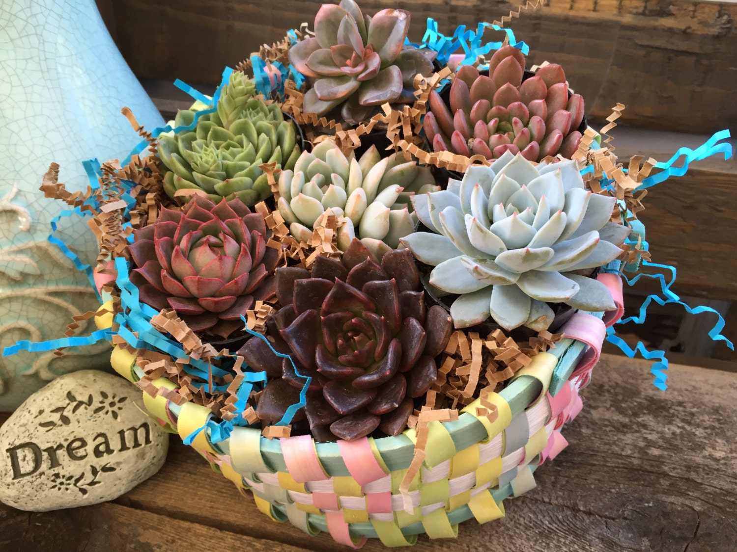 Succulent Gift Basket Spring Fling Collection. Seven