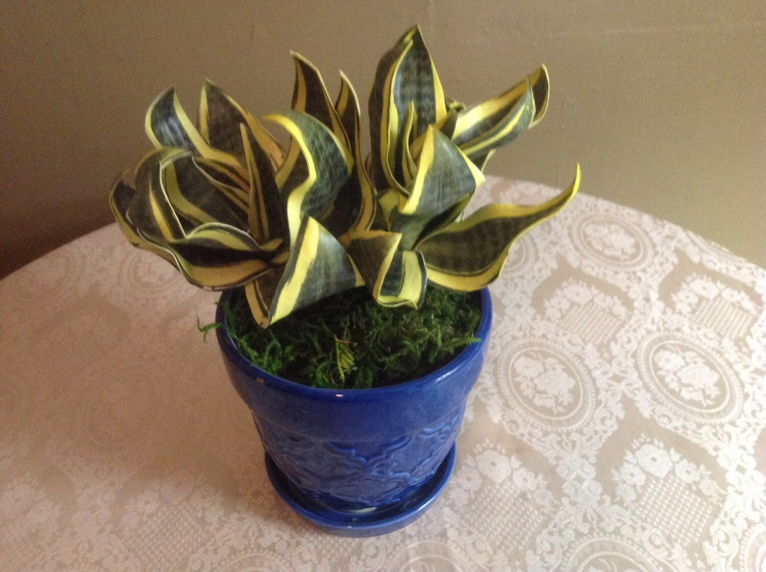 Silk Succulent Eva plant in blue pot