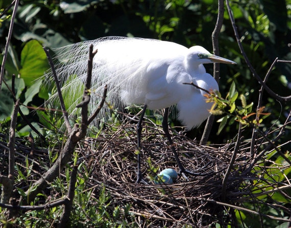 Snowy Egret on Nest with Eggs