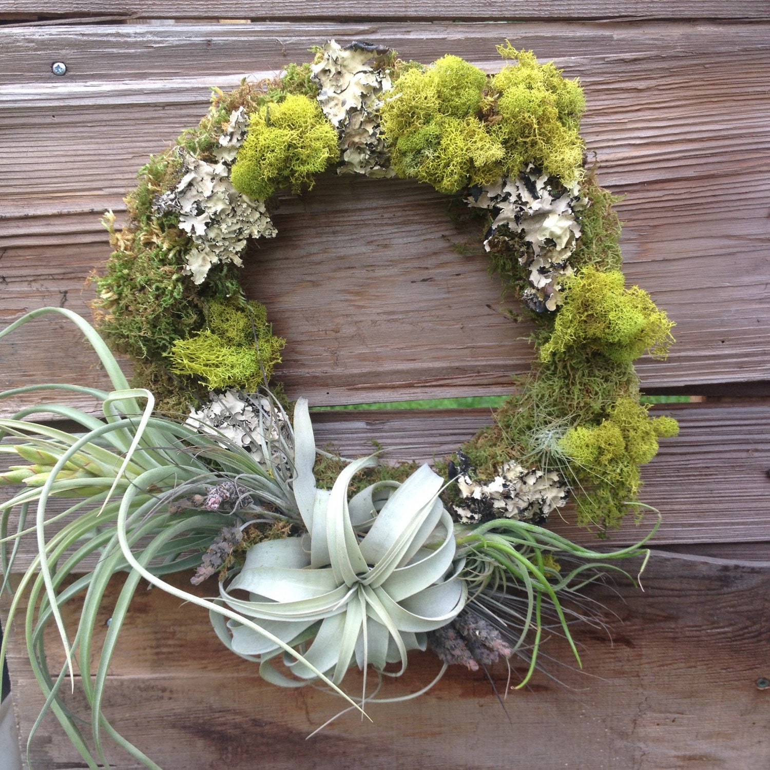 Air plant wreath by AmaranthCo on Etsy