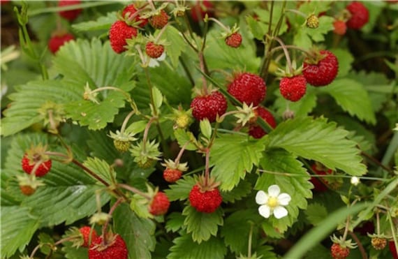 Forest wild strawberry seeds, Fragaria vesca L., Rugen strawberries, 100 seeds, ecofriendly organic seeds, strawberry seeds for daiquiri