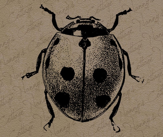 vintage insect clipart - photo #13