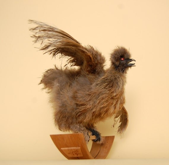 Rosie the Rocking Taxidermy Silkie Chicken.