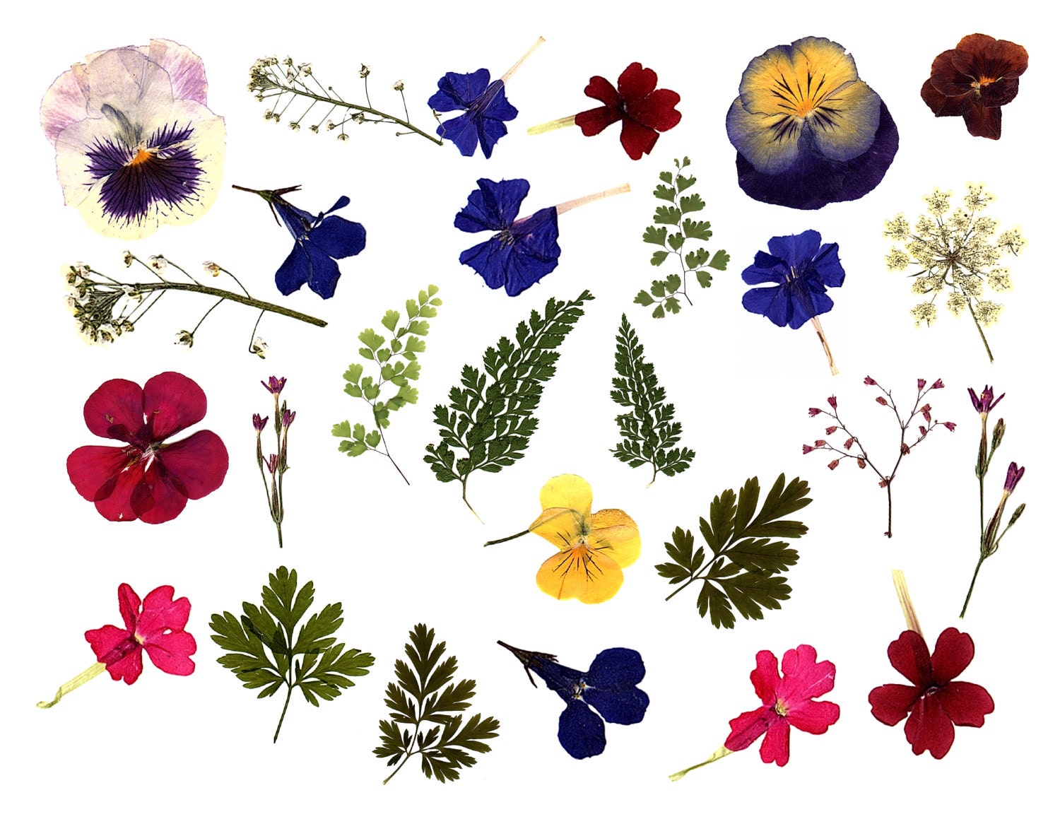 Digital Clipart flowers Transparent PNG Digital Graphics made