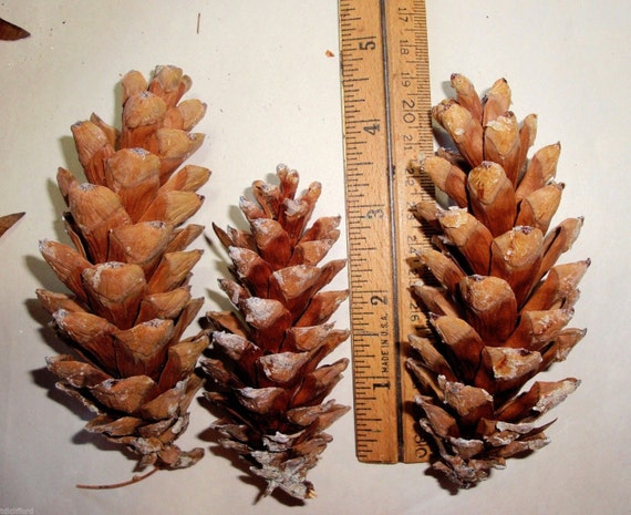 Maine White Pine Cones 3.5-8 Long 50 Natural Wild Tree