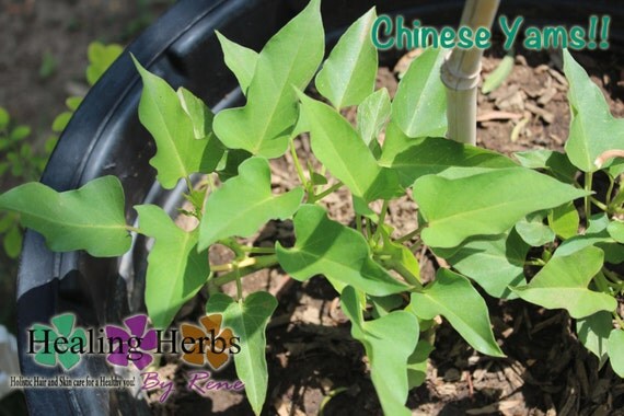 3Chinese Yam Plant Shan Yao