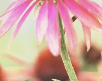 Pink Photography, Pink Fushia Flower, Lime Green Pink Print, Modern Botanical, Fushia Flower Petals, Cone-Flower Art Print 8x10