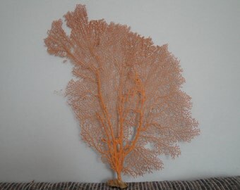 Natural Sea Fan 9.8" x 16" Large Red Seashells Reef Coral