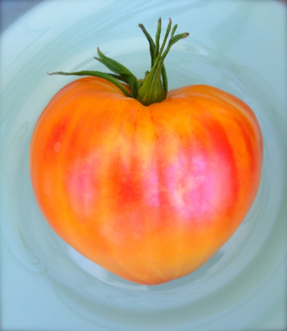 Heirloom Tomato Russian 117 Bi Color Oxheart Heavy Producer