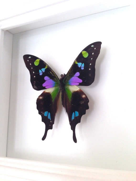 Real Butterfly Taxidermy Butterfly Framed Art Butterfly