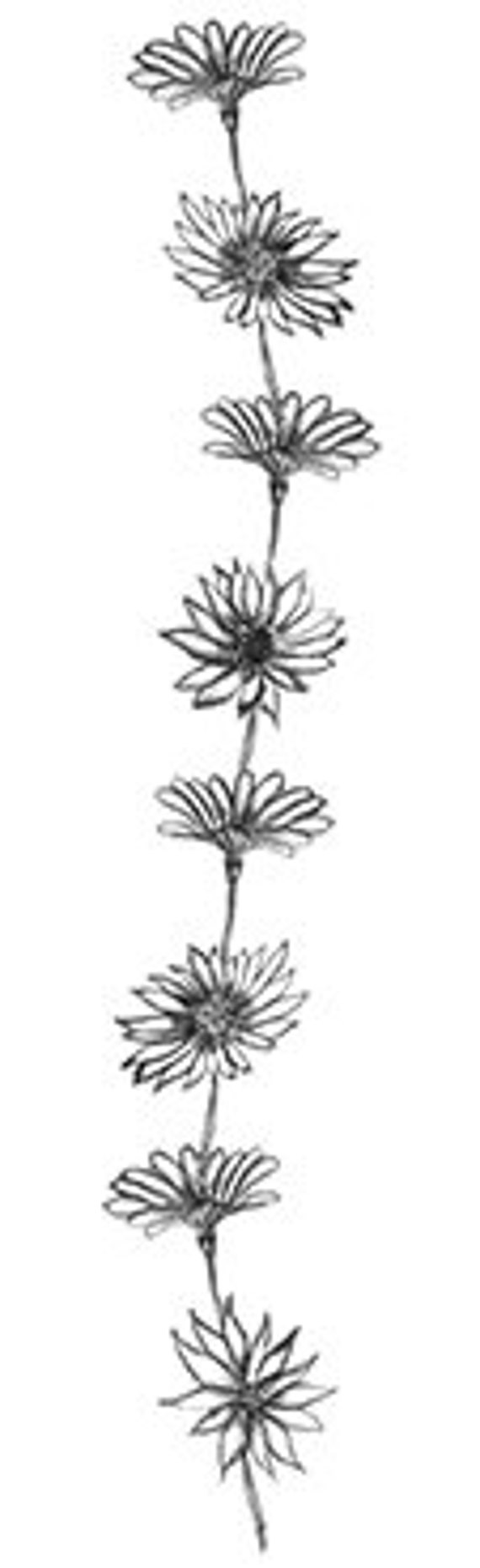 Daisy Chain temporary tattoo 5x2 by Inkweartattoos on Etsy