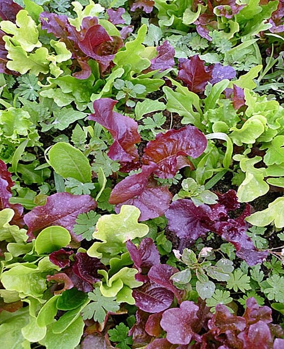 Gourmet Mixed Greens Mesclun Mix Heirloom Seeds NonGMO