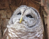 Barred Owl Nature Photography "Dreaming"